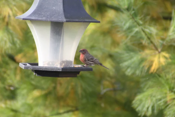 Дом Финча (M) на Feeder (Carpodacus mexicanus ) — стоковое фото