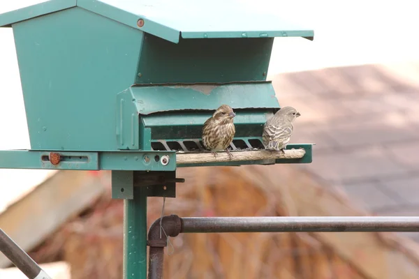 Casa Finch (F) em Alimentador (Carpodacus mexicanus ) — Fotografia de Stock