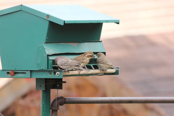 Hus finkar (M)(F) på mataren (Carpodacus mexicanus) — Stockfoto