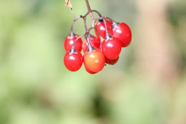 Nachtschade — Stockfoto