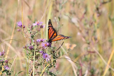 Monarch kelebek New England Aster üzerinde