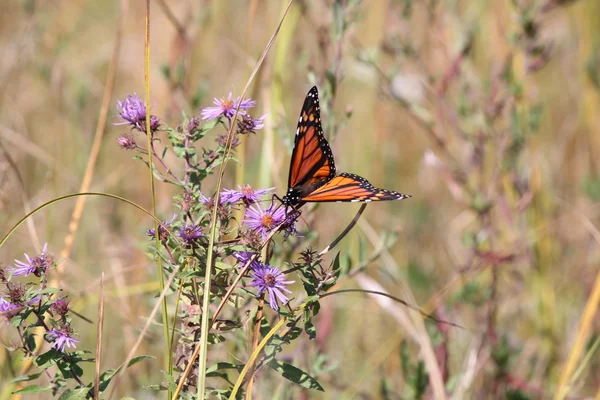 Monarch kelebek New England Aster üzerinde — Stok fotoğraf