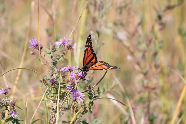 Monarch Butterfly on New England Aster