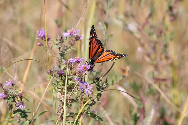 Monarch kelebek New England Aster üzerinde — Stok fotoğraf