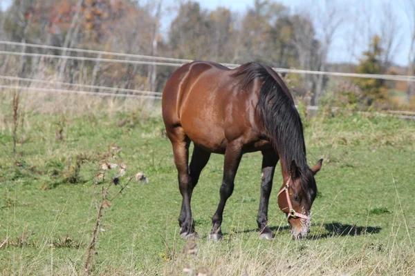 Häst i fältet bete — Stockfoto