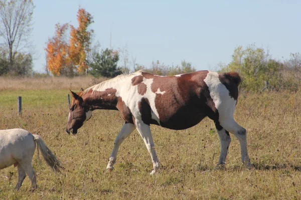 Caballo en el campo — Foto de Stock