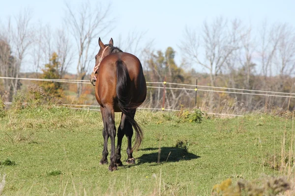 Cheval dans le champ — Photo