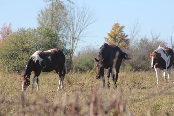 Caballos en campo de pastoreo —  Fotos de Stock