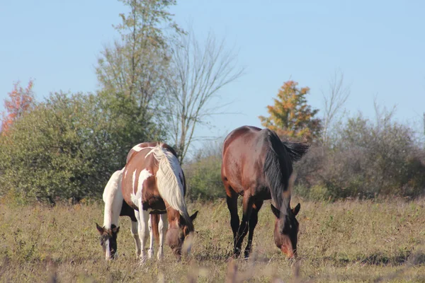 Chevaux en pâturage sur le terrain — Photo