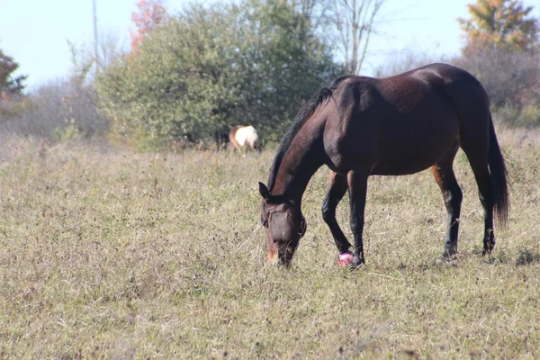 Paard in veld grazen — Stockfoto