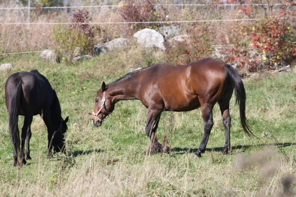 Paarden in veld grazen — Stockfoto