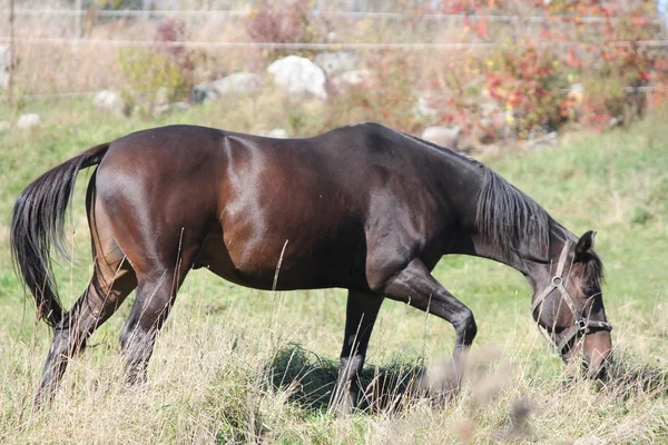 Лошадь в поле пастбища — стоковое фото