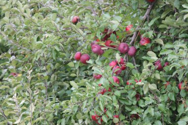 elma ağacı üzerinde