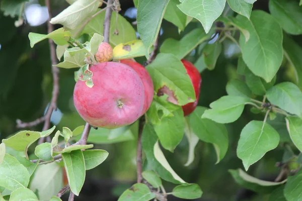 Apples on Tree — Stock Photo, Image