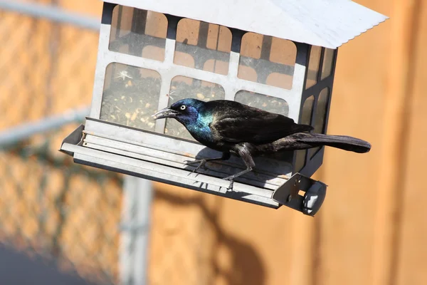 Grackle, běžné na ptačí krmítko — Stock fotografie