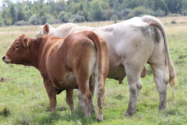 Bulle & Kuh auf dem Feld — Stockfoto