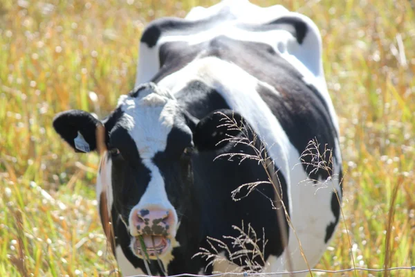 Vaca en el campo — Foto de Stock
