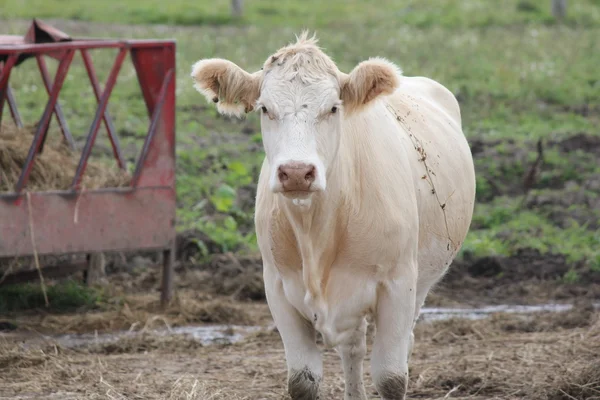 Vaca en el patio de alimentación — Foto de Stock