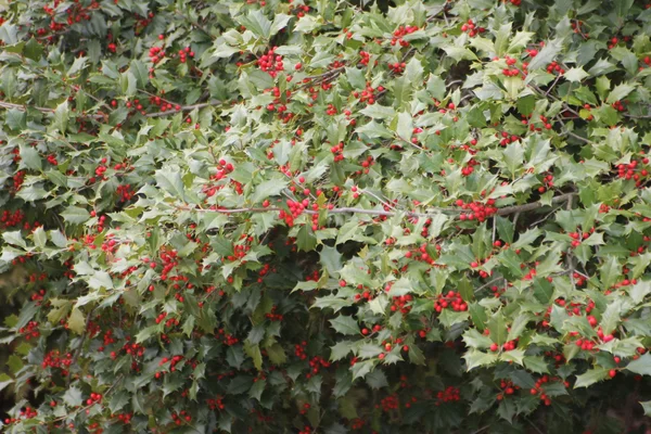 Holly Tree, American bearing Berries — Stock Photo, Image