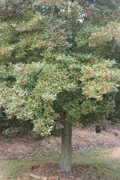 Holly Tree, American — Stock Photo, Image