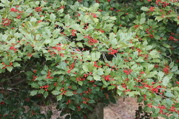 Holly Tree, jagody amerykańskie łożyska — Zdjęcie stockowe