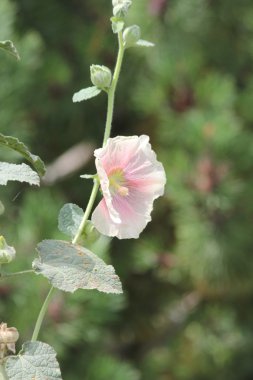 Gülhatmi (Alcea)