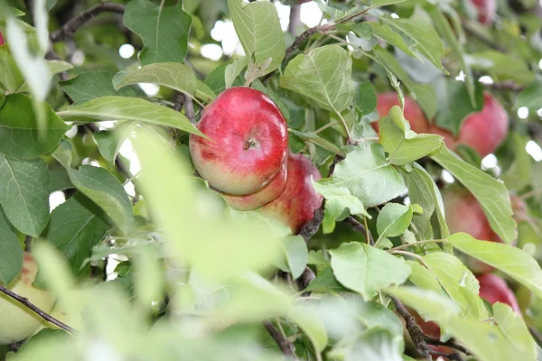 Apples on Tree — Stock Photo, Image