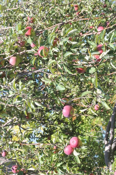 Μήλα στο δέντρο — Φωτογραφία Αρχείου