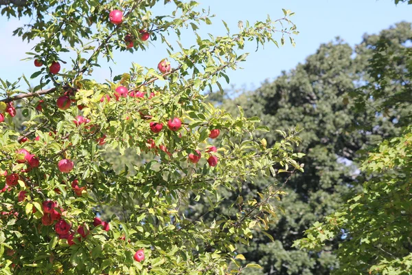 Apples on Tree — Stock Photo, Image