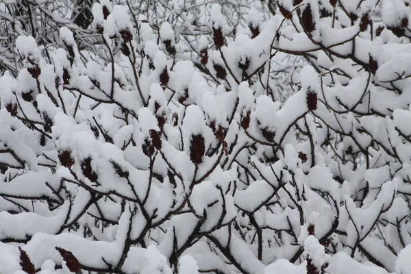 Fresh Snow on Sumac Tree — Stock Photo, Image