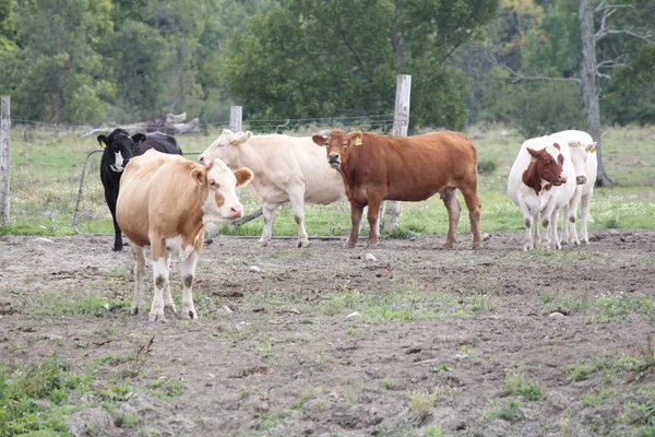 Krávy v krmných Yard — Stock fotografie