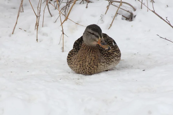 Mallard-Hen on Snow (Anas platyrhynchos) — Stock Photo, Image