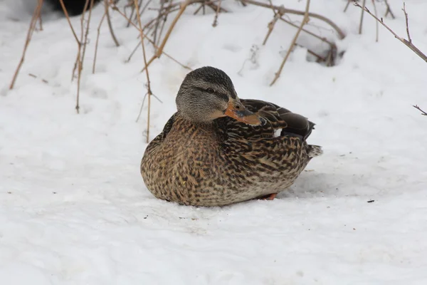 Курица на снегу (Anas platyrhynchos ) — стоковое фото