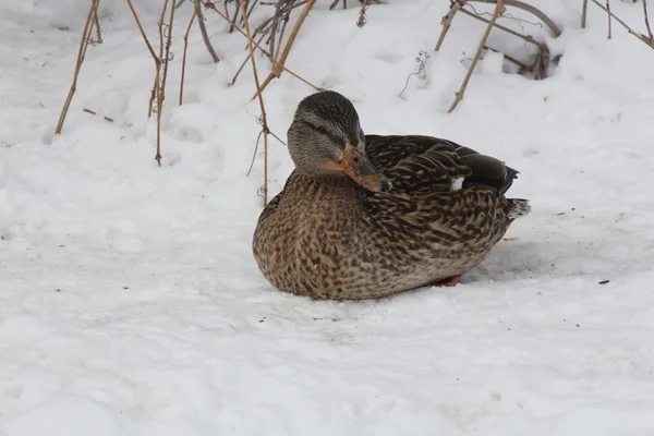 Gräsand-höna på snö (Anas platyrhynchos) — Stockfoto