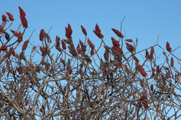 Staghorn sumac —  Fotos de Stock