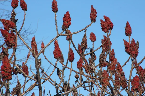 Staghorn sumac —  Fotos de Stock