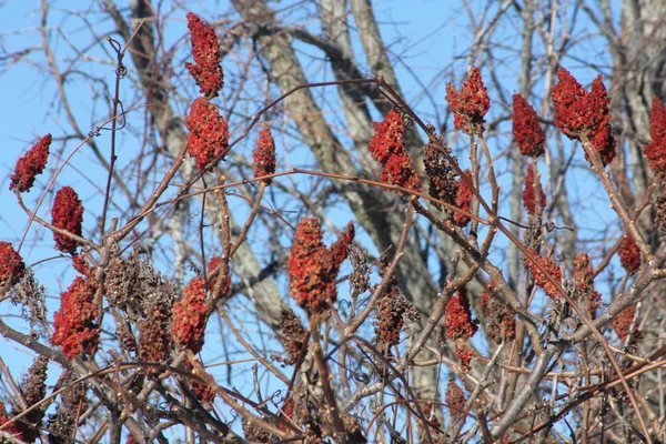 Staghorn sumak — Stok fotoğraf