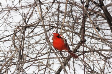Kardinal, Kuzey (Cardinalis cardinalis)