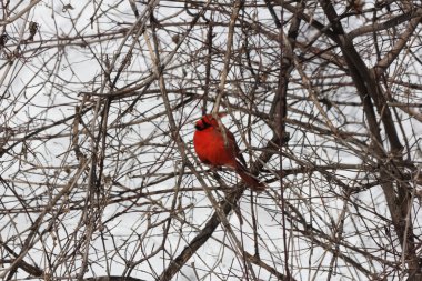 Kardinal, Kuzey (Cardinalis cardinalis)