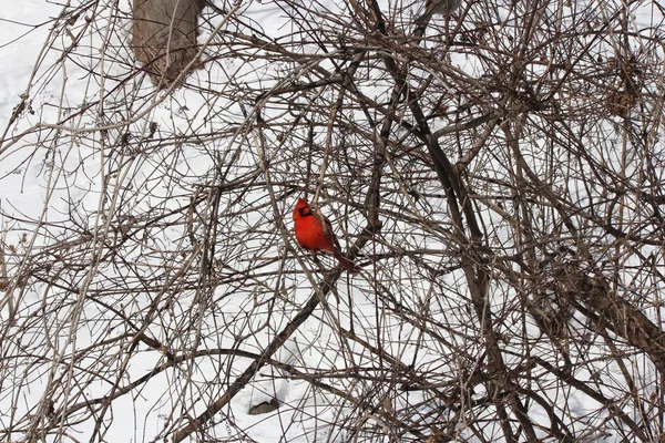 Cardinal, Northern (Cardinalis cardinalis) — Stock Photo, Image