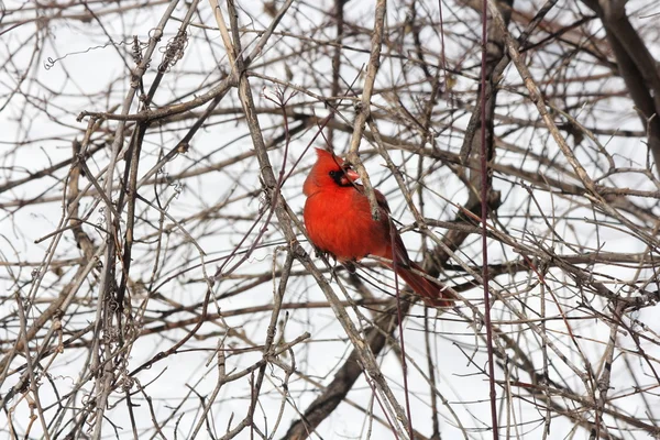 Карфаген, Северный (Cardinalis cardinalis) ) — стоковое фото