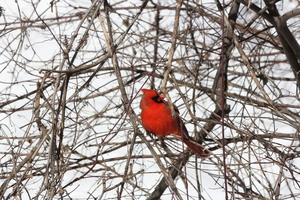 Cardenal del Norte (Cardinalis cardinalis ) — Foto de Stock