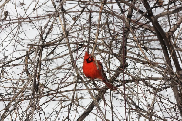 Cardinal, Northern (Cardinalis cardinalis) — Stock Photo, Image