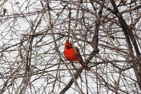 Cardeal, Norte (Cardinalis cardinalis ) — Fotografia de Stock