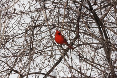 Kardinal, Kuzey (Cardinalis cardinalis)