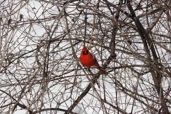 Cardenal del Norte (Cardinalis cardinalis ) — Foto de Stock