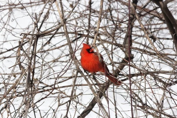 Cardeal, Norte (Cardinalis cardinalis ) — Fotografia de Stock