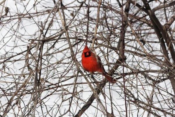 Cardinal, Northern (Cardinalis cardinalis) — Stock Photo, Image