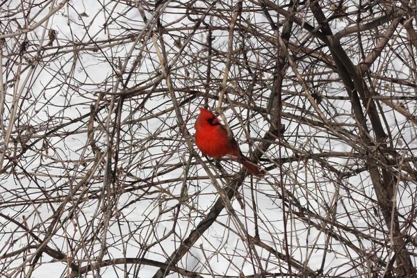 Kardinál, severní (Cardinalis cardinalis) — Stock fotografie