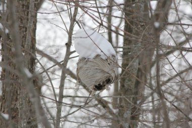 Hornets Nest kar ile